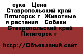 сука › Цена ­ 4 000 - Ставропольский край, Пятигорск г. Животные и растения » Собаки   . Ставропольский край,Пятигорск г.